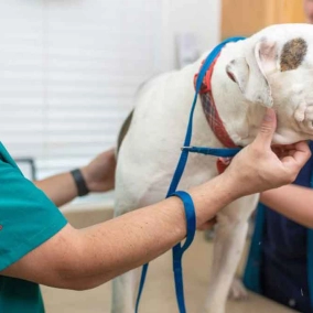 بهترین خدمات مشاوره حیوانات خانگی در ایران