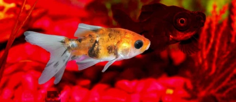 آگهی‌های فروش ماهی‌های آکواریومی تازه