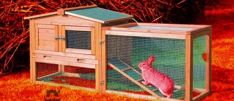 طراحی خانه‌ای ایده‌آل برای خرگوش‌های بازیگوش