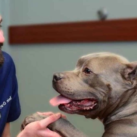 هرآنچه باید درباره خدمات دامپزشکی و آرایش حیوانات خانگی بدانید