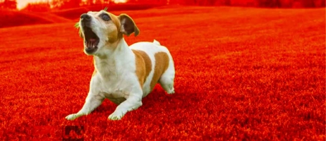 سگ من پارس زیاد می‌کند! دلایل و راه‌حل‌ها