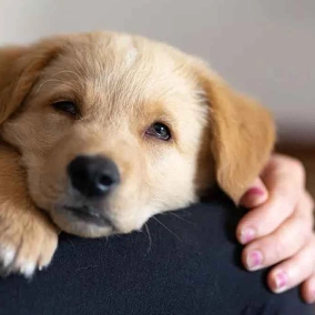 رفتارهایی که نشان می‌دهد سگ شما واقعاً خوشحال است!