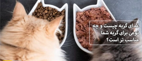 غذای گربه چیست و چه نوعی برای گربه شما مناسب تر است؟ بررسی کامل انواع غذای خشک و مرطوب!