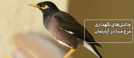 چالش‌های نگهداری مرغ مینا در آپارتمان