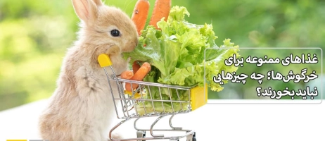 غذاهای ممنوعه برای خرگوش‌ها؛ چه چیزهایی نباید بخورند؟