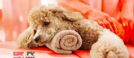 خدمات ویژه حیوانات خانگی: از شست‌وشو تا ماساژ و مراقبت روزانه