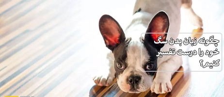 چگونه زبان بدن سگ خود را درست تفسیر کنیم؟