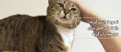 نحوه نوازش گربه؛ راهنمای کامل برای دوستداران گربه