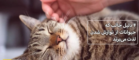 ۴ دلیل جالب که حیوانات از نوازش شدن لذت می‌برند