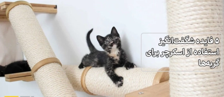 ۵ فایده شگفت‌انگیز استفاده از اسکرچر برای گربه‌ها