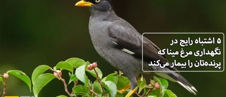 ۵ اشتباه رایج در نگهداری مرغ مینا که پرنده‌تان را بیمار می‌کند