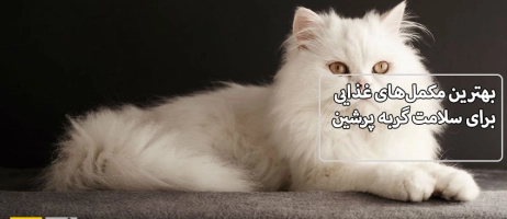 بهترین مکمل‌های غذایی برای سلامت گربه پرشین