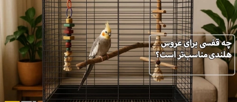 چه قفسی برای عروس هلندی مناسب‌تر است؟