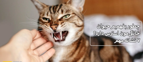 چطور بفهمیم حیوان خانگی‌مون استرس داره؟ ۷ نشانه مهم