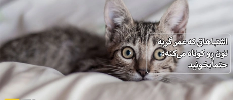 اشتباهاتی که عمر گربه‌تون رو کوتاه می‌کنه؛ حتماً بخونید