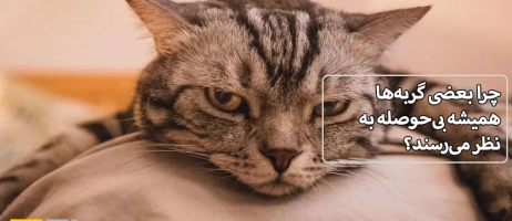 چرا بعضی گربه‌ها همیشه بی‌حوصله به نظر می‌رسند؟