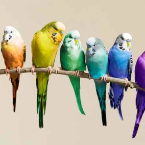 رازهای شاد نگه داشتن مرغ عشق در خانه