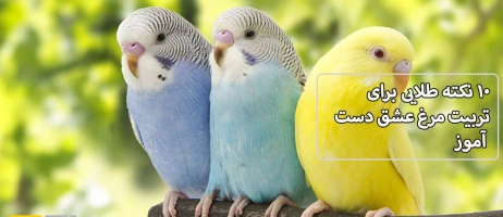 ۱۰ نکته طلایی برای تربیت مرغ عشق دست‌ آموز