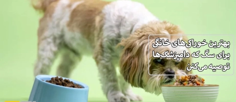 بهترین خوراکی‌های خانگی برای سگ که دامپزشک‌ها توصیه می‌کنن