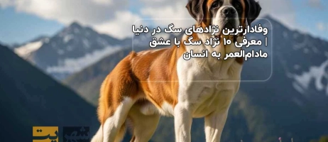 وفادارترین نژادهای سگ در دنیا | معرفی ۱۰ نژاد سگ با عشق مادام‌العمر به انسان