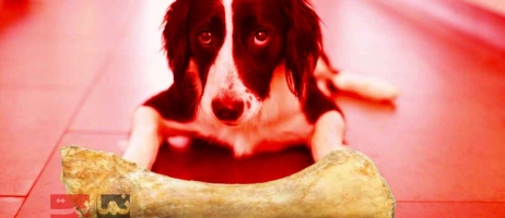 غذاهای خانگی مفید و مضر برای سگ‌ها را بشناسید