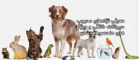معرفی نژادهای محبوب حیوانات خانگی و ویژگی‌های منحصربه‌فردشان