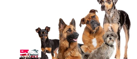 ثبت آگهی رایگان سگ در تهران | خرید و فروش انواع نژادها در نماپت