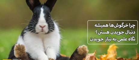 چرا خرگوش‌ها همیشه دنبال جویدن هستن؟ نگاه علمی به نیاز جویدن