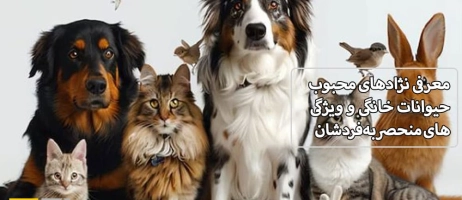 معرفی نژادهای محبوب حیوانات خانگی و ویژگی‌های منحصربه‌فردشان