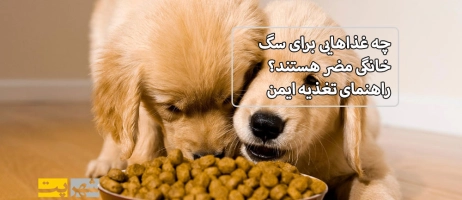 چه غذاهایی برای سگ خانگی مضر هستند؟ راهنمای تغذیه ایمن