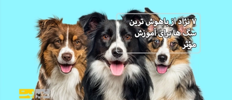 ۷ نژاد از باهوش ترین سگ ها برای آموزش مؤثر