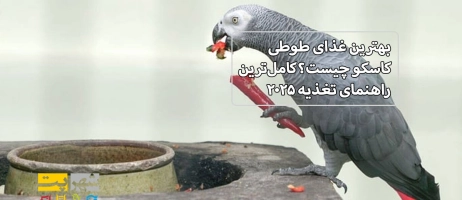 بهترین غذای طوطی کاسکو چیست؟ کامل‌ترین راهنمای تغذیه ۲۰۲۵