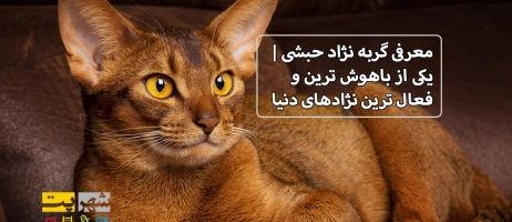 معرفی گربه نژاد حبشی | یکی از باهوش ترین و فعال ترین نژادهای دنیا