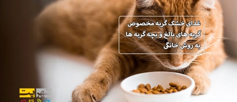 غذای خشک گربه مخصوص گربه های بالغ و بچه گربه ها به روش خانگی