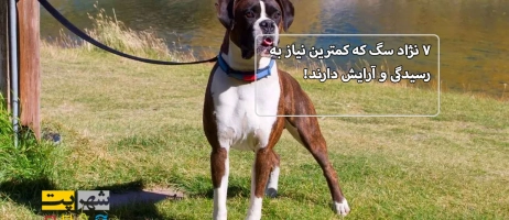 ۷ نژاد سگ که کمترین نیاز به رسیدگی و آرایش دارند!