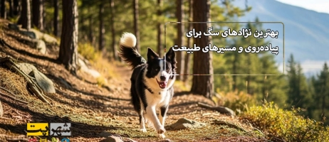 ۷ نژاد سگ پرانرژی که برای پیاده‌روی در مسیرهای طبیعت عالی هستند!