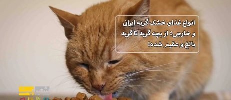 انواع غذای خشک گربه ایرانی و خارجی؛ از بچه گربه تا گربه بالغ و عقیم شده!