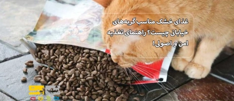 غذای خشک مناسب گربه های خیابانی چیست؟ راهنمای تغذیه امن و اصولی!
