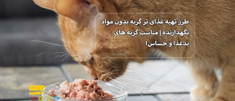 طرز تهیه غذای تر گربه بدون مواد نگهدارنده | مناسب گربه های بدغذا و حساس!