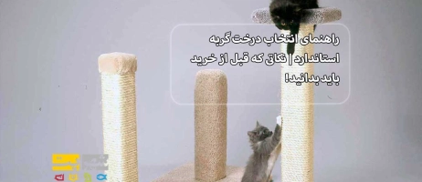 راهنمای انتخاب درخت گربه استاندارد | نکاتی که قبل از خرید باید بدانید!
