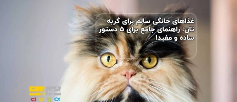 غذاهای خانگی سالم برای گربه تان: راهنمای جامع برای ۵ دستور ساده و مفید!