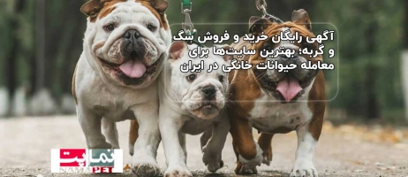 آگهی رایگان خرید و فروش سگ و گربه؛ بهترین سایت‌ها برای معامله حیوانات خانگی در ایران