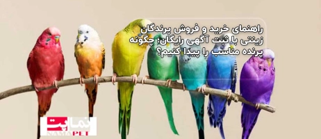 راهنمای خرید و فروش پرندگان زینتی با ثبت آگهی رایگان؛ چگونه پرنده مناسب را پیدا کنیم؟