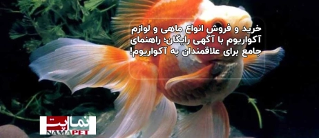 خرید و فروش انواع ماهی و لوازم آکواریوم با آگهی رایگان؛ راهنمای جامع برای علاقمندان به آکواریوم!