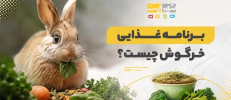برنامه غذایی خرگوش چیست؟ لیست بهترین غذاها به همراه جدول هفتگی