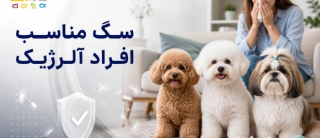 سگ مناسب افراد آلرژیک؛ راهنمای کامل نژادهای کم ریزش
