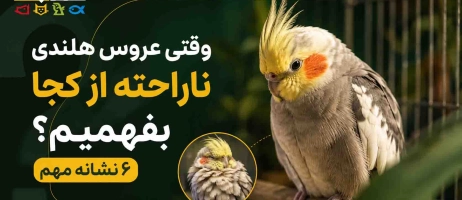 وقتی عروس هلندی ناراحته از کجا بفهمیم؟ ۶ نشانه مهم