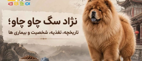 سگ چاو چاو | بررسی کامل شخصیت، تغذیه، نگهداری و قیمت توله