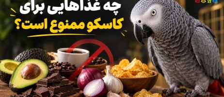 چه غذاهایی برای کاسکو ممنوع است؟ لیست خوراکی های خطرناک
