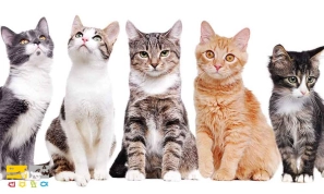 &Ugrave;&hellip;&Oslash;&sup1;&Oslash;&plusmn;&Ugrave;&Ucirc;&OElig; &Ugrave;&dagger;&Uacute;&tilde;&Oslash;&sect;&Oslash;&macr;&Ugrave;&Dagger;&Oslash;&sect;&Ucirc;&OElig; &Ugrave;&hellip;&Oslash;&shy;&Oslash;&uml;&Ugrave;&circ;&Oslash;&uml; &Oslash;&shy;&Ucirc;&OElig;&Ugrave;&circ;&Oslash;&sect;&Ugrave;&dagger;&Oslash;&sect;&Oslash;&ordf; &Oslash;&reg;&Oslash;&sect;&Ugrave;&dagger;&Uacute;&macr;&Ucirc;&OElig; &Ugrave;&circ; &Ugrave;&circ;&Ucirc;&OElig;&Uacute;&tilde;&Uacute;&macr;&Ucirc;&OElig;&acirc;&euro;&OElig;&Ugrave;&Dagger;&Oslash;&sect;&Ucirc;&OElig; &Ugrave;&hellip;&Ugrave;&dagger;&Oslash;&shy;&Oslash;&micro;&Oslash;&plusmn;&Oslash;&uml;&Ugrave;&Dagger;&acirc;&euro;&OElig;&Ugrave;&Oslash;&plusmn;&Oslash;&macr;&Oslash;&acute;&Oslash;&sect;&Ugrave;&dagger;